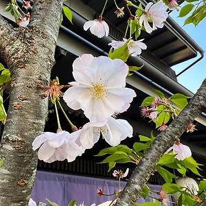 Rinn Kamiebisu Kyoto